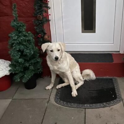 Buddy