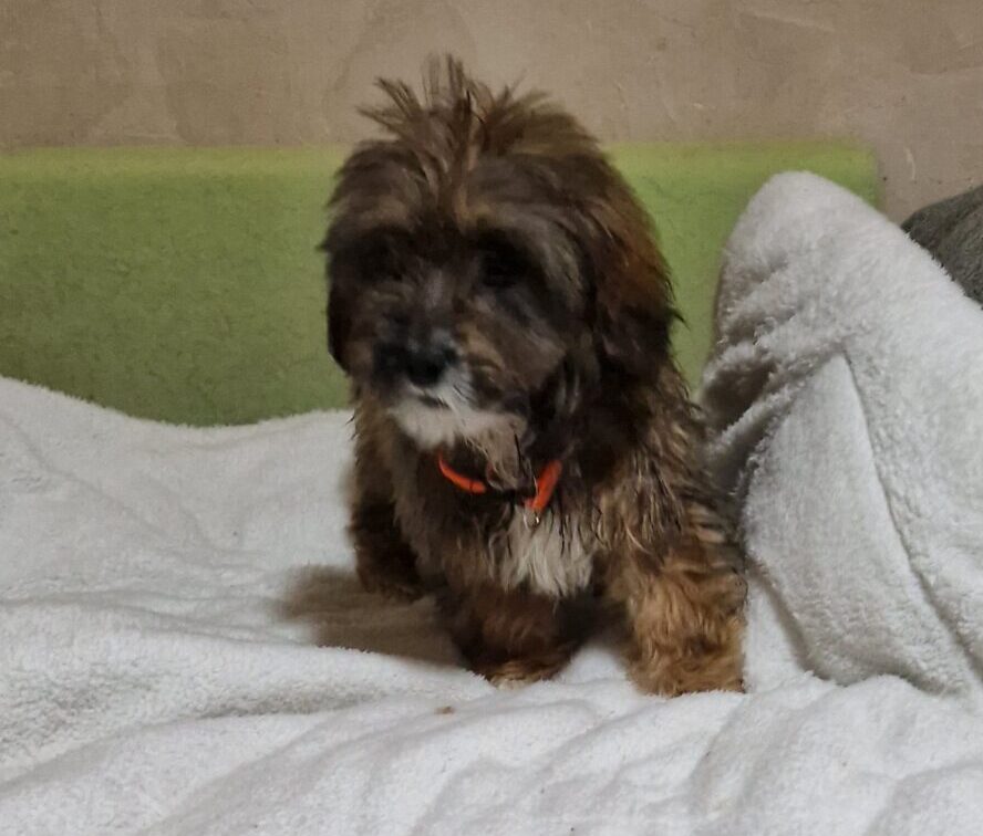 Nala 03.04 (5)