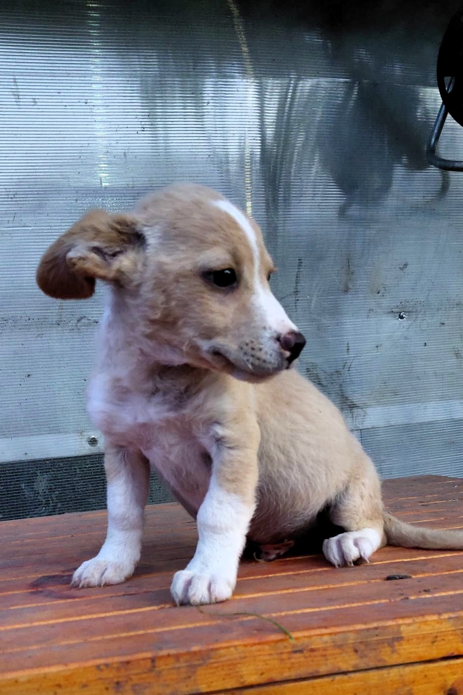 Milo 03.07 (18)