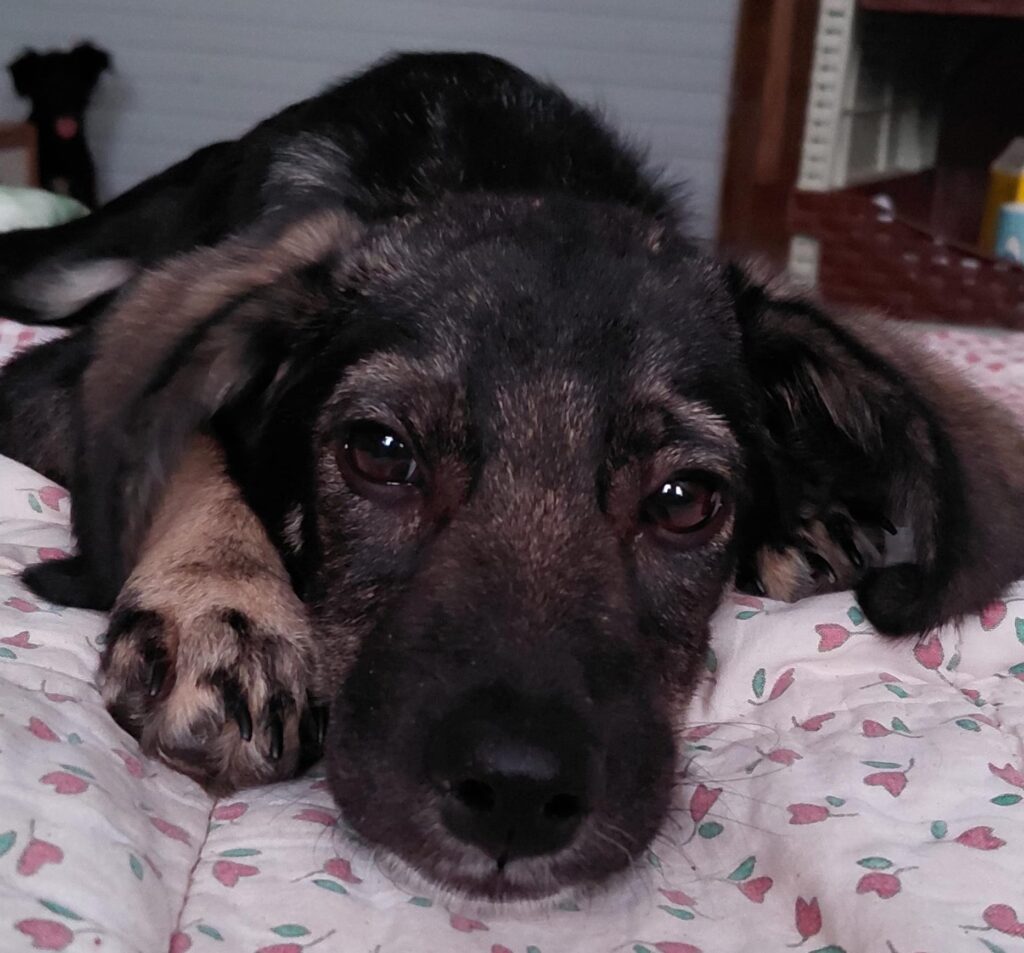 Rocky 16.07 (1)