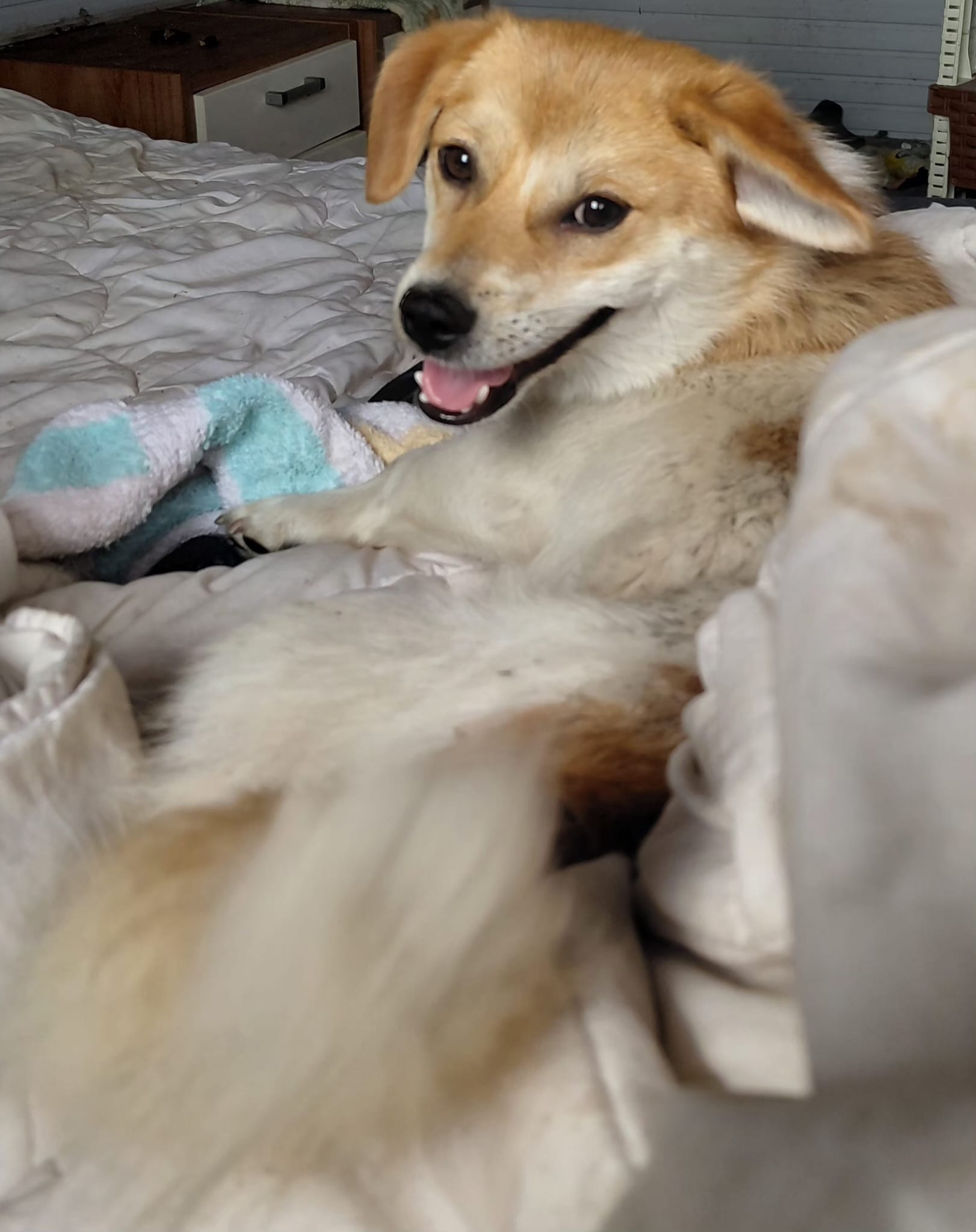 Smiley