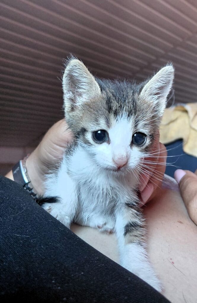 Kitten und Spende 18.08 (4)