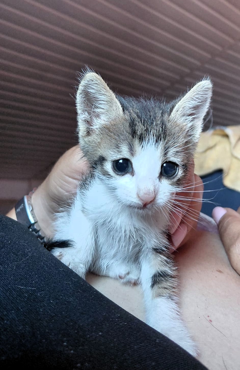 Kitten und Spende 18.08 (4)